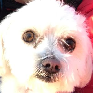 Meet your Posher, Thomas